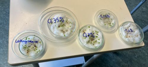 Umweltgifte Wie Salz Pflanzen schadet